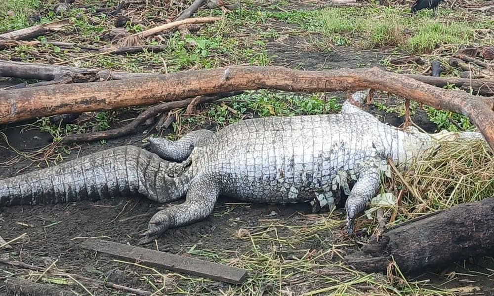 Mass Die-Off in Costa Rica’s Madre de Dios Lagoon Sparks Alarm