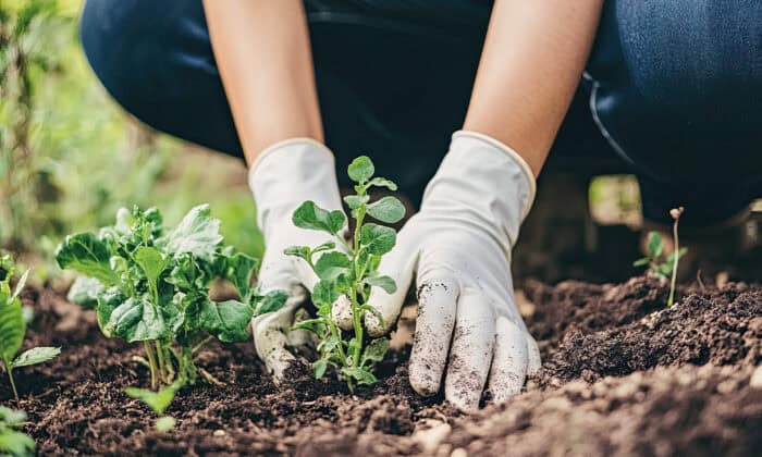Regenerative Tourism in Costa Rica