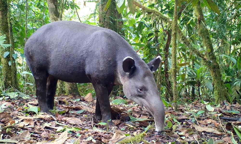 Costa Rica Baird's Tapir