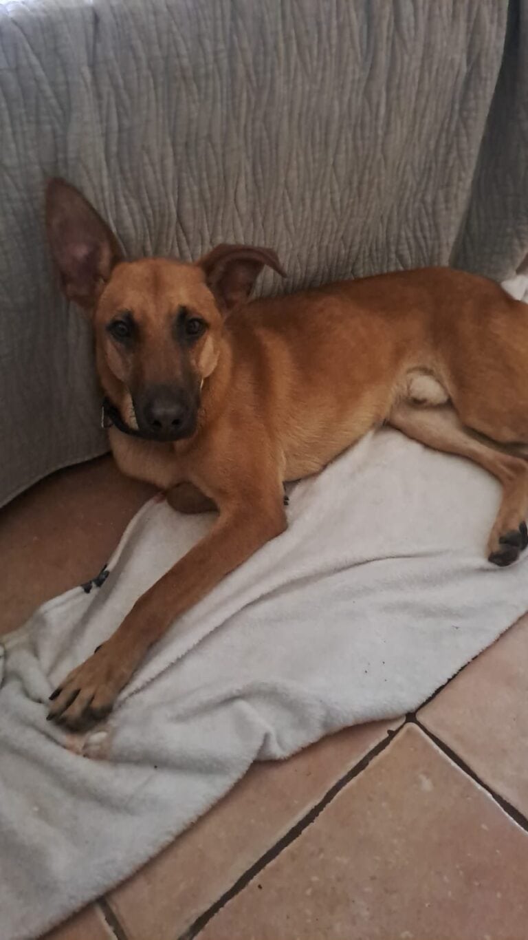 Dog in Costa Rica Looking For A Home!