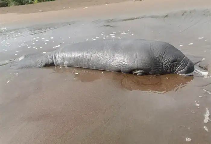 Costa Rica Manatee
