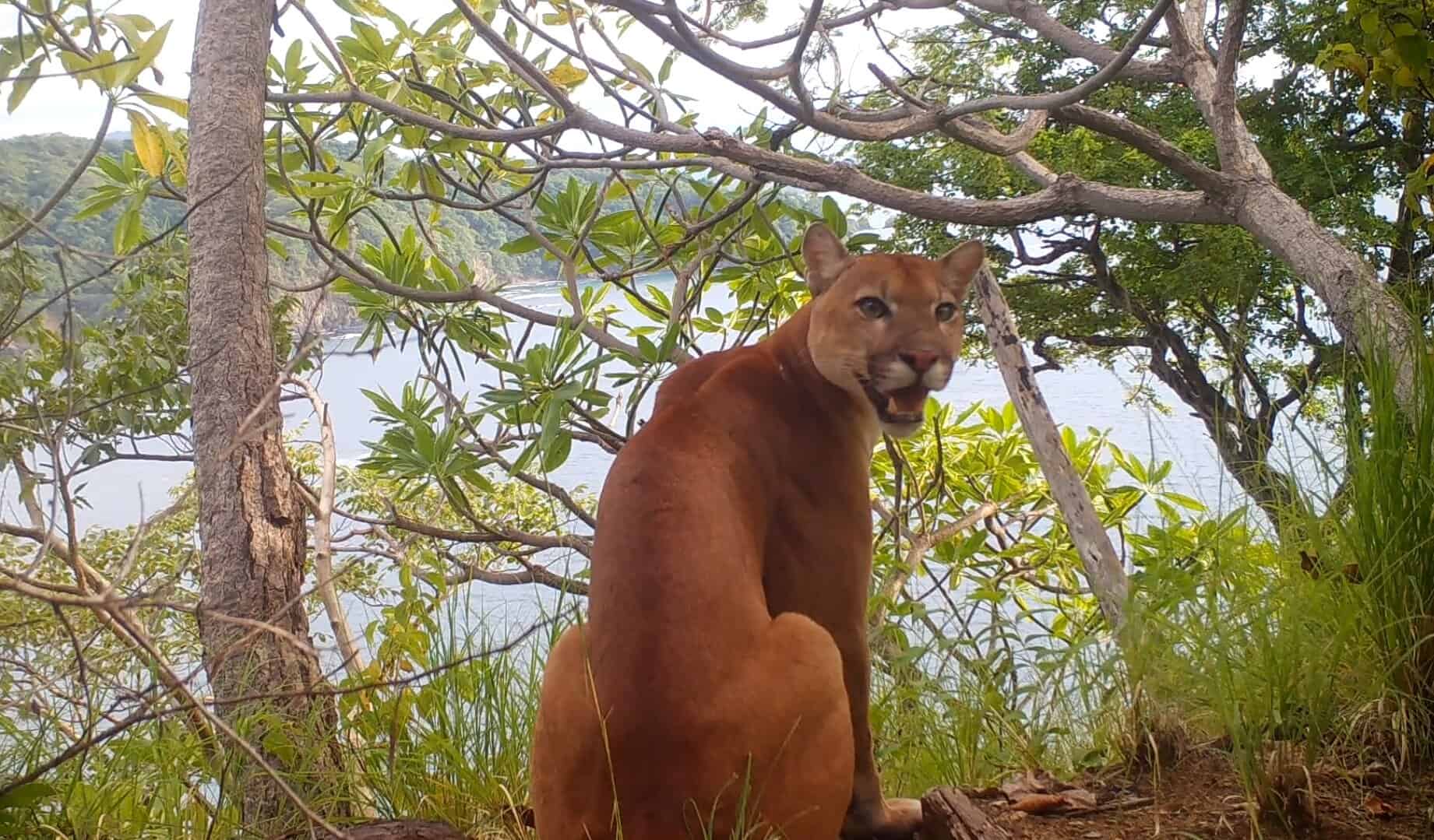 Puma in Costa Rica