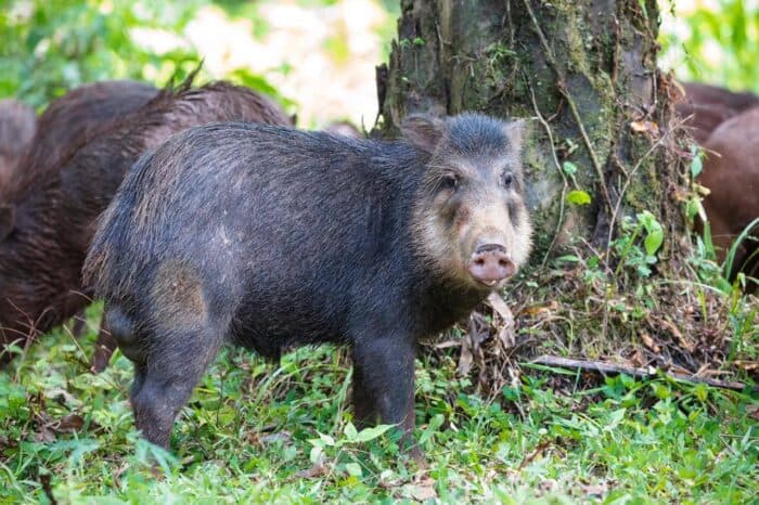 Costa Rica Endangered Pigs