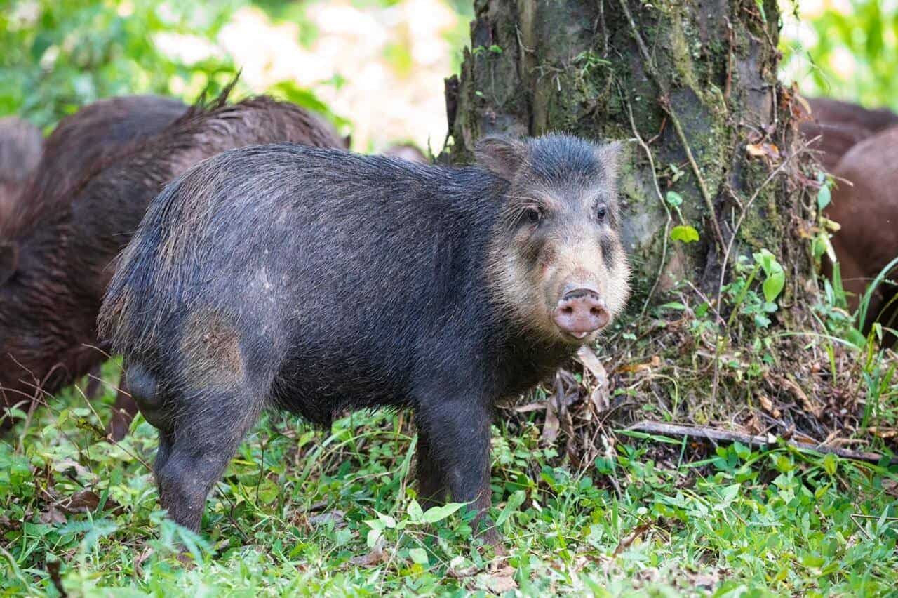 Costa Rica Endangered Pigs