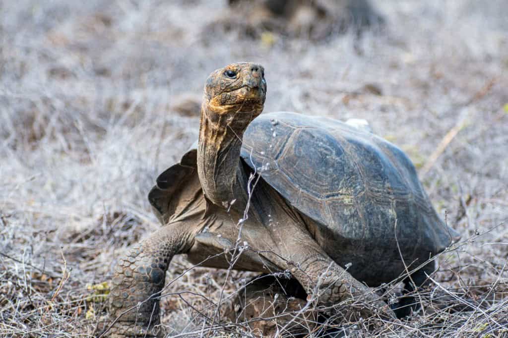 Giant Tortoises in Ecuador