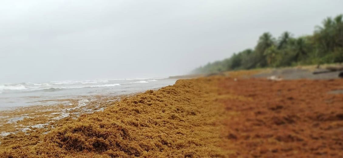 Sargassum in Costa Rica