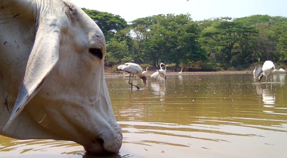 How Costa Rica Cattle Ponds Support Birds Deer and Other Wildlife