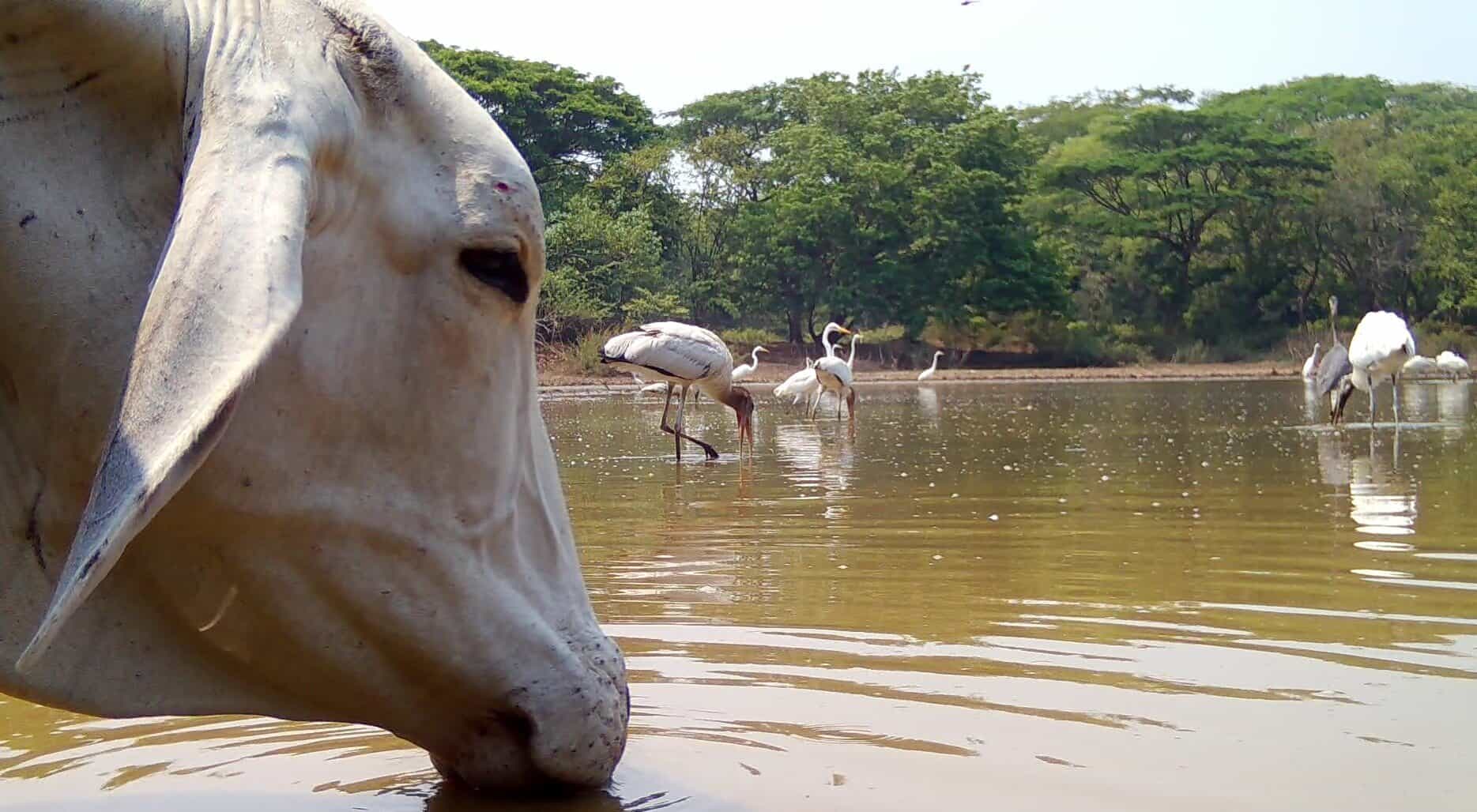 Costa Rica Wildlife Video on a Cattle Ranch