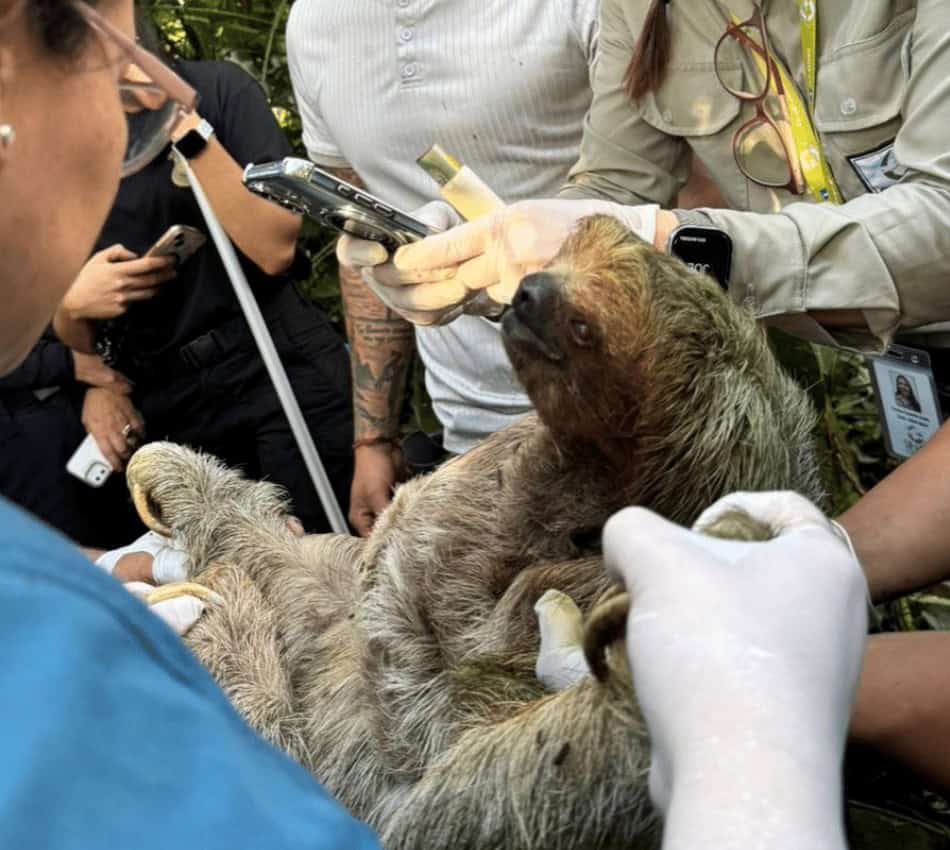 Costa Rica Wildlife Trafficking Rescue -Sloth