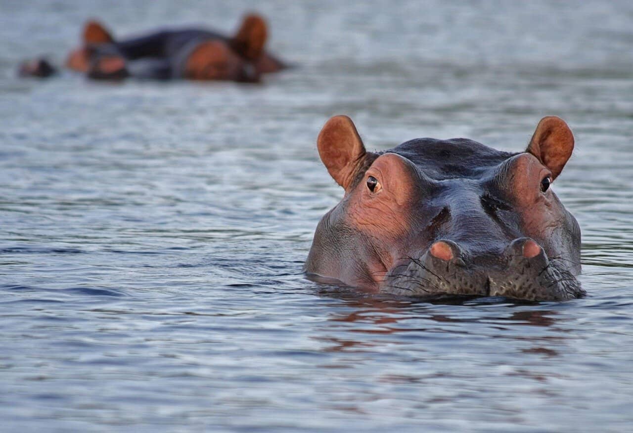 Hippos in the water