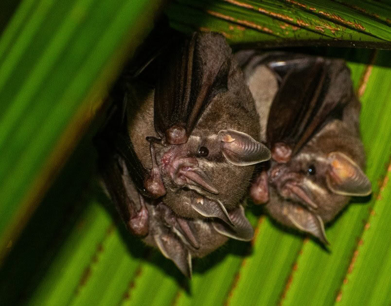 Costa Rica leaf-cutting bats