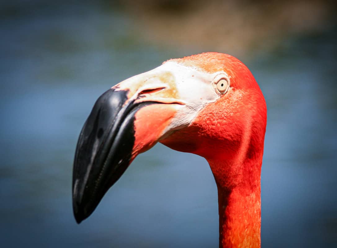 American Flamingo