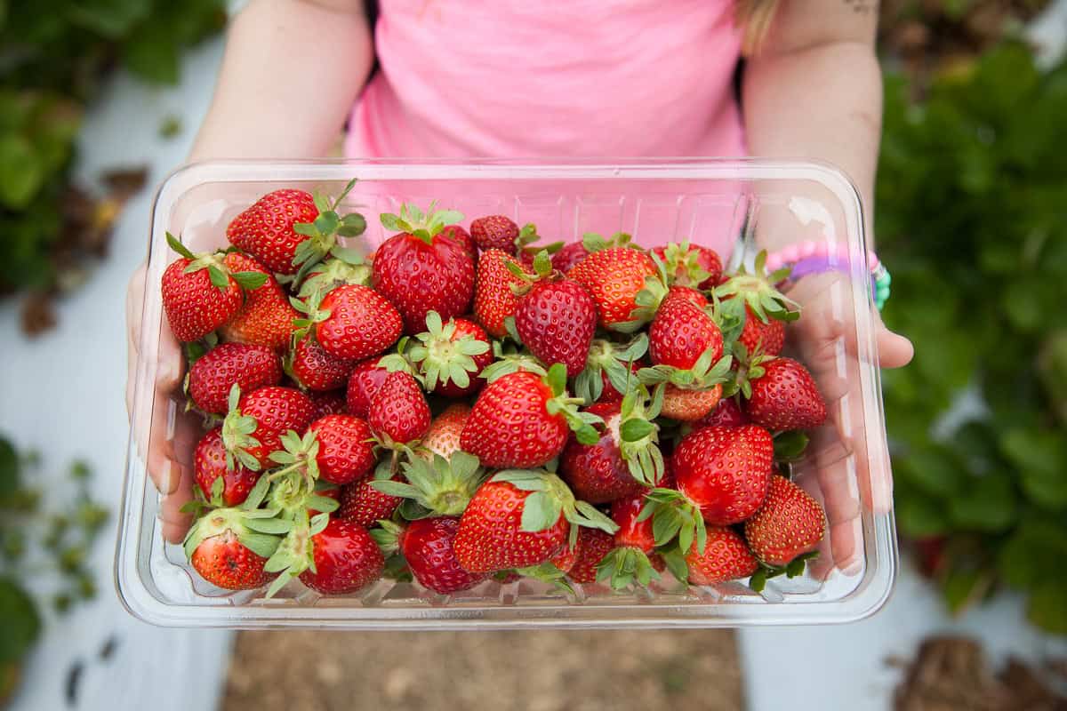 Container of Strawberries