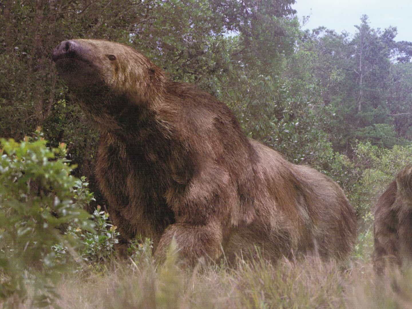 Giant Ground Sloth