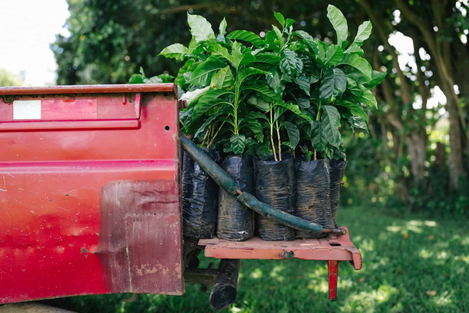Starbucks Tree Donation Program to Include Costa Rica