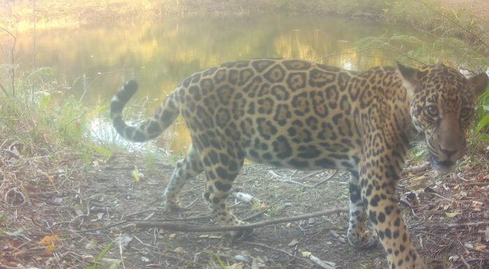 Costa Rica Jaguar Sighting
