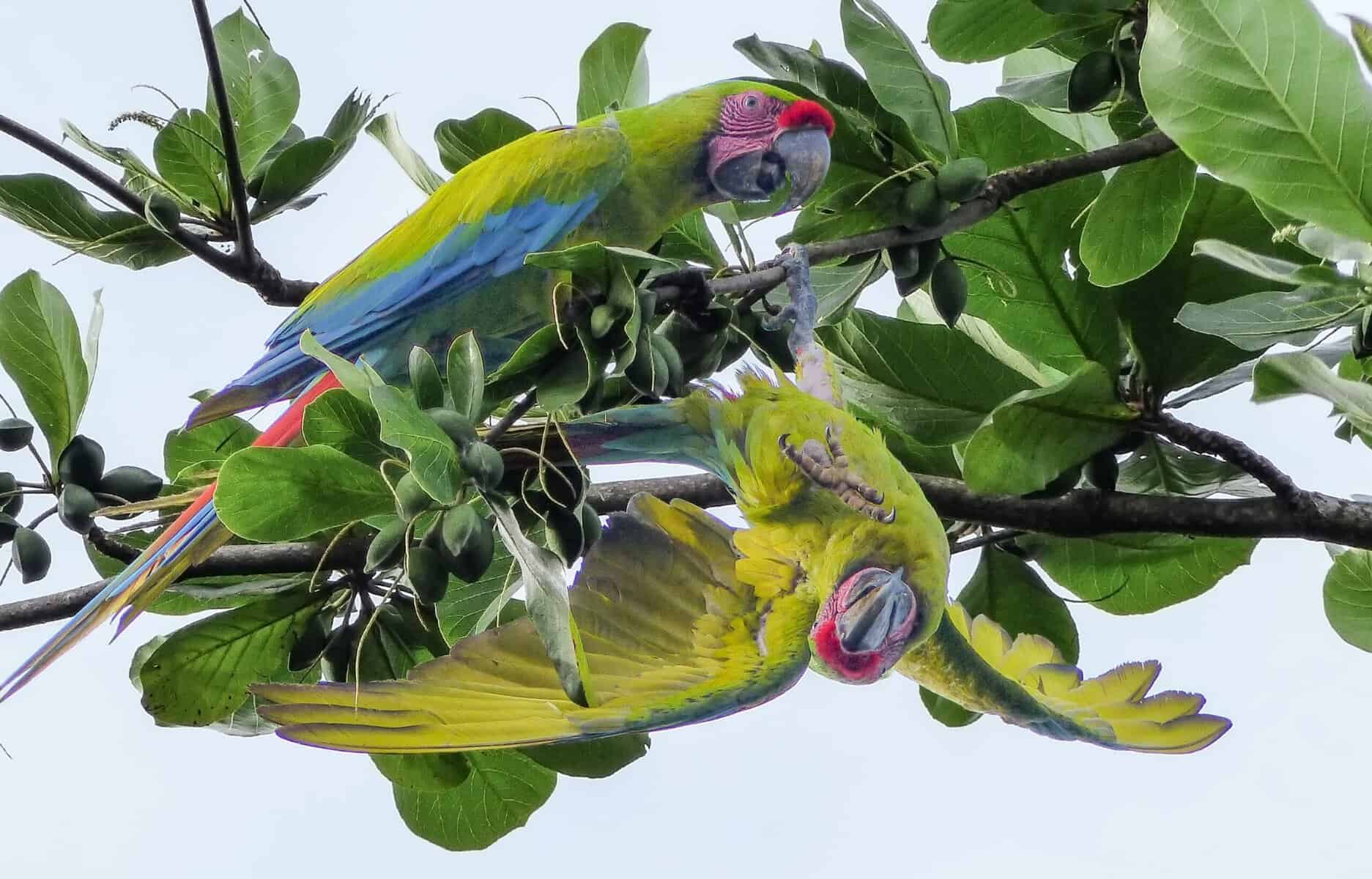 Parrots on a tree in Costa Rica