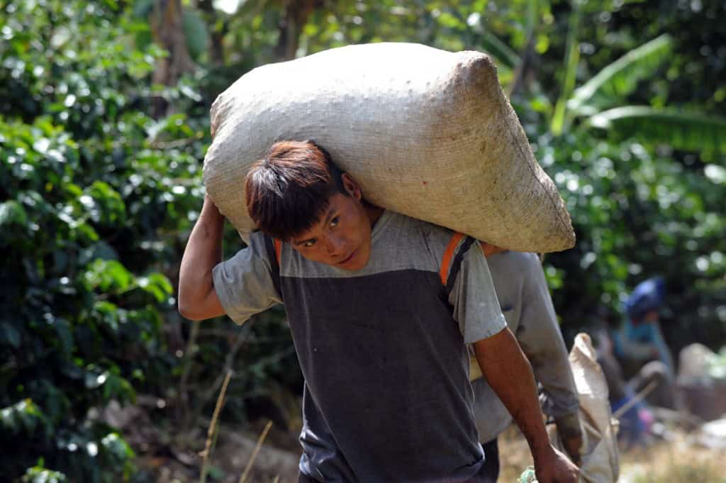 Costa Rica Coffee Harvest