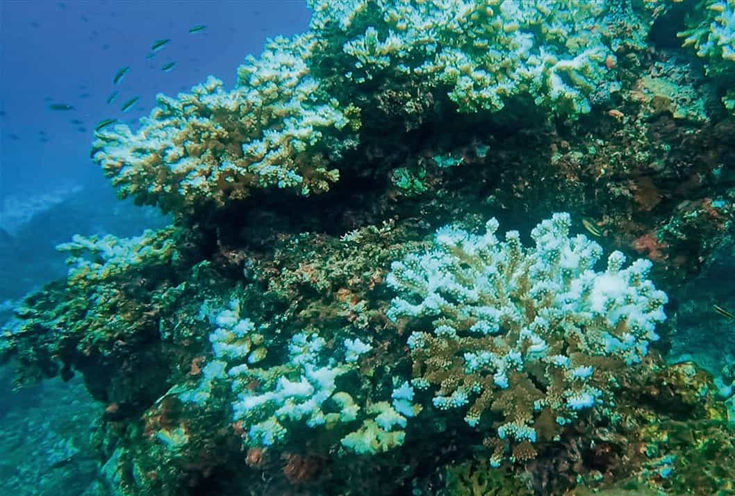 Costa Rica Coral Reefs
