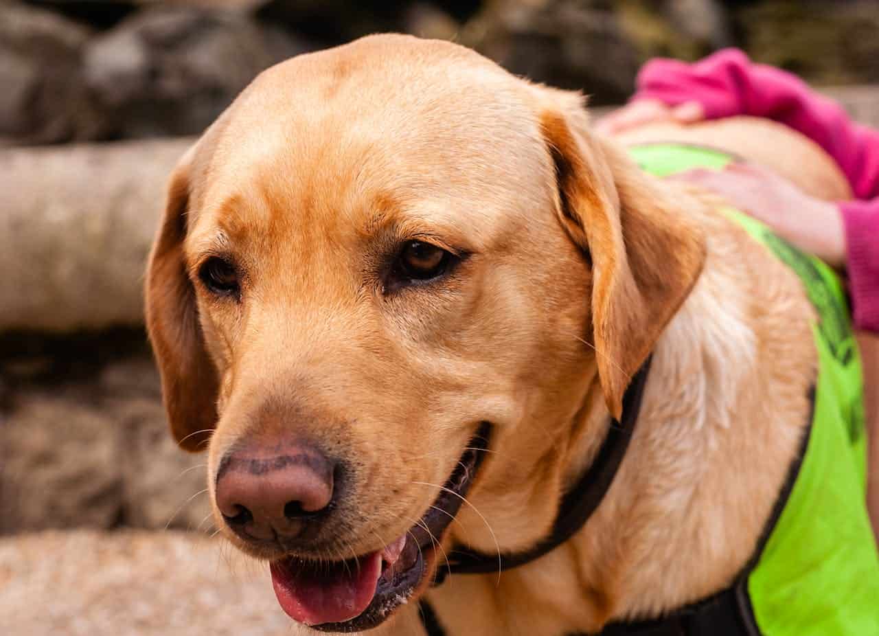 Costa Rica Guide Dog