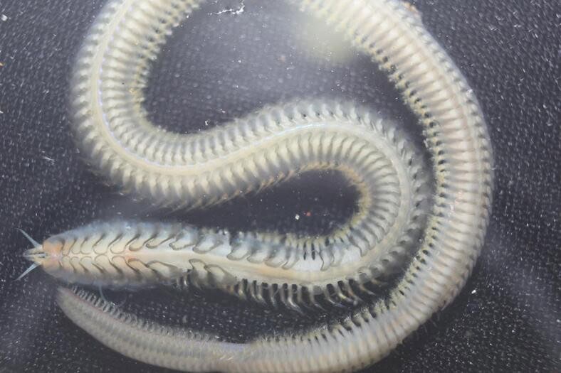 New Marine Worm Species in Costa Rica