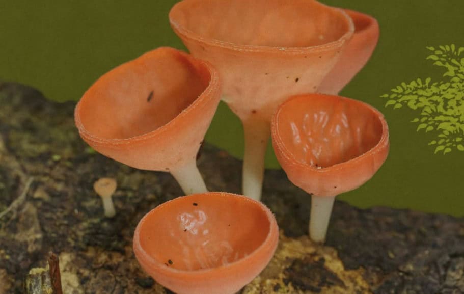 Costa Rica Mushroom Tour