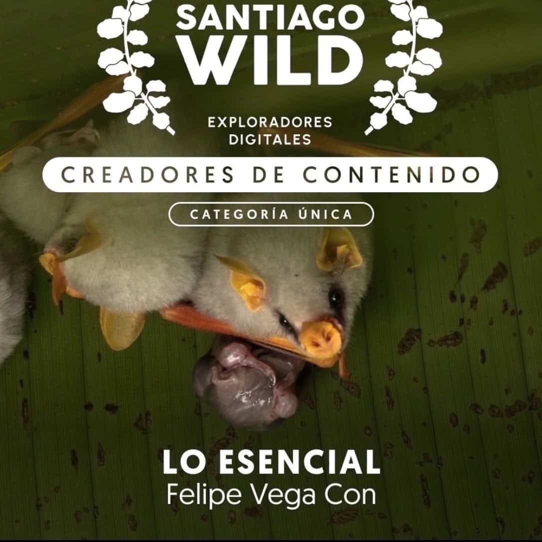 Costa Rica Film about Bats
