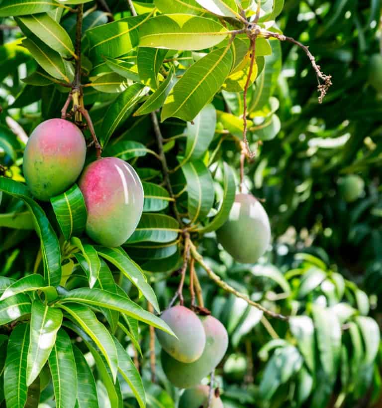 Reforestation & Fruit Tree Property Maintenance