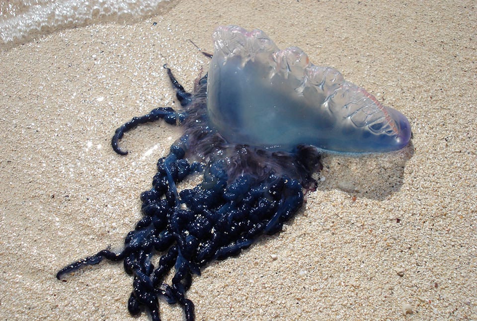 Portuguese Man o War