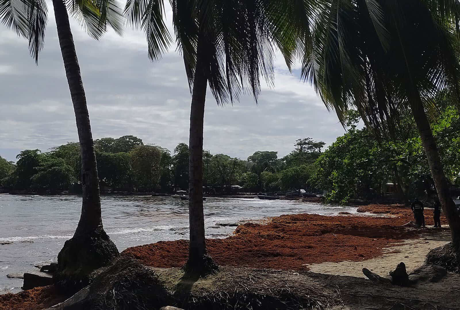 Sargassum Arrivals Break Records in Costa Rica’s Caribbean