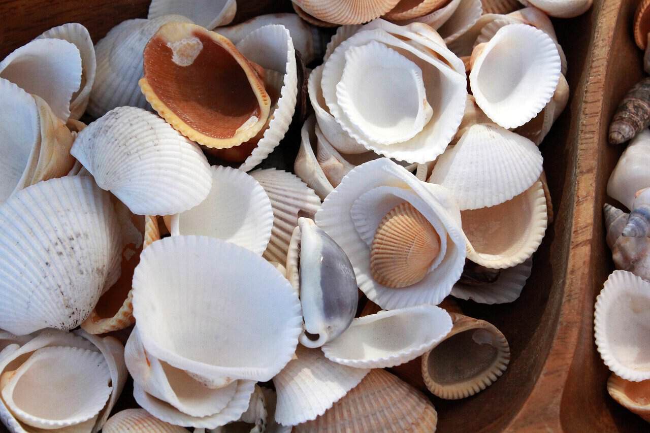 Beach Shells