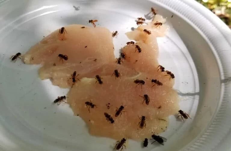 Costa Rica Meat Eating Bees