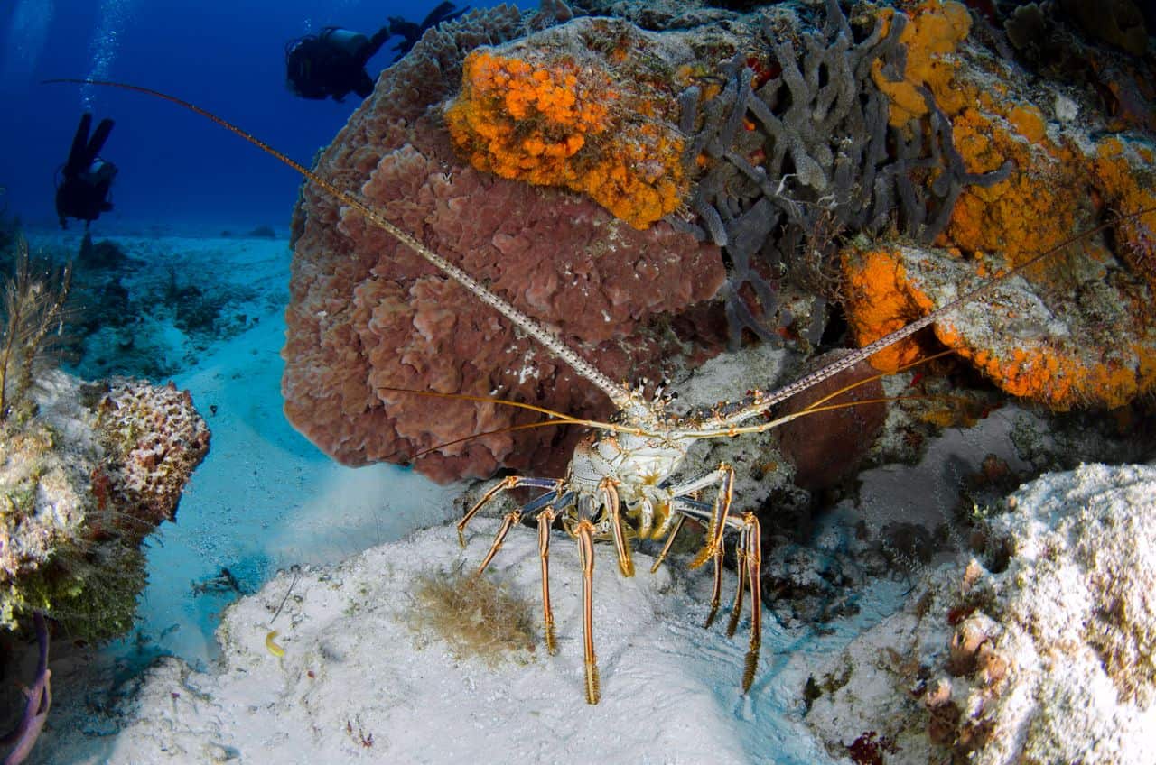 Spiny Lobster in the ocean