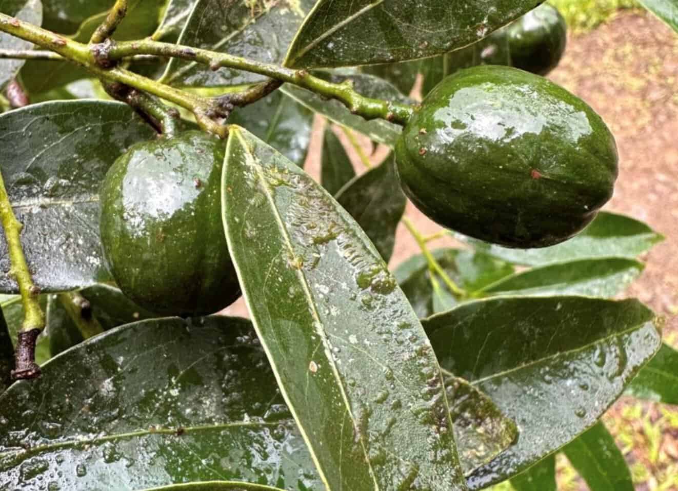 Costa Rica new tree species
