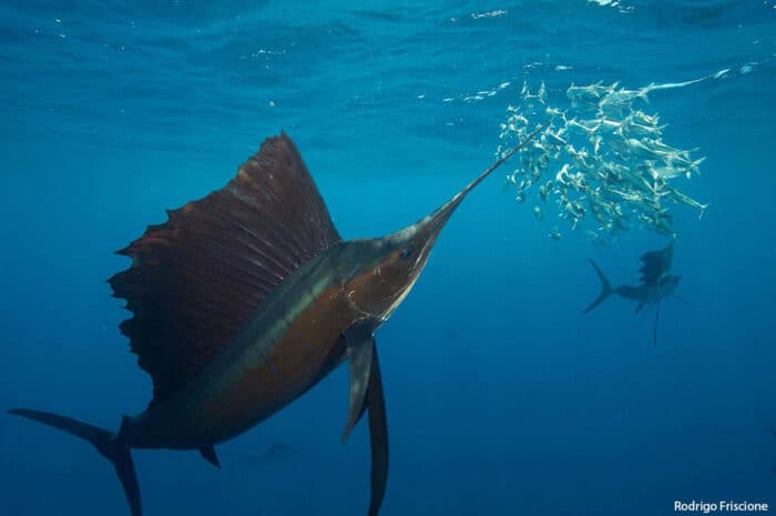Sailfish swimming underwater near a school of sardines in the open ocean.