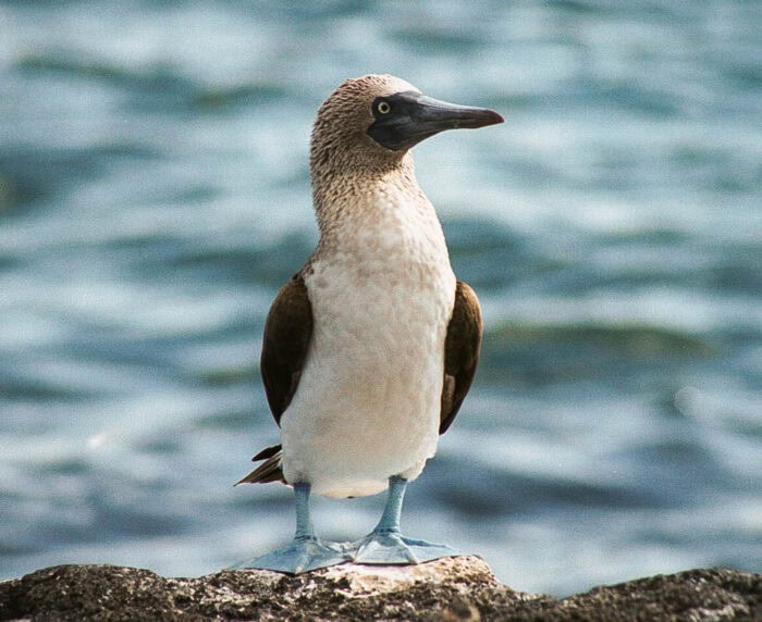 Blue Footed Booby