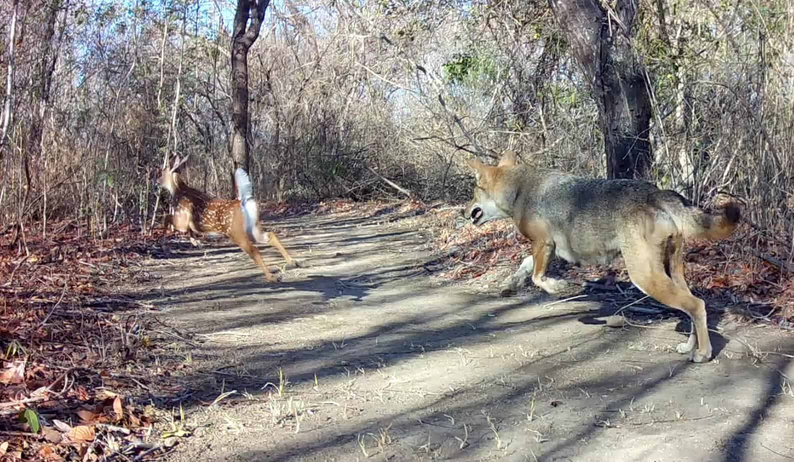 Coyotes and Deer in Costa Rica