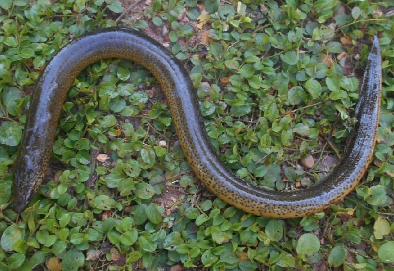 Swamp Eel in Costa Rica