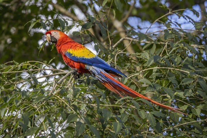 Scarlet Macaw in Copan Honduras