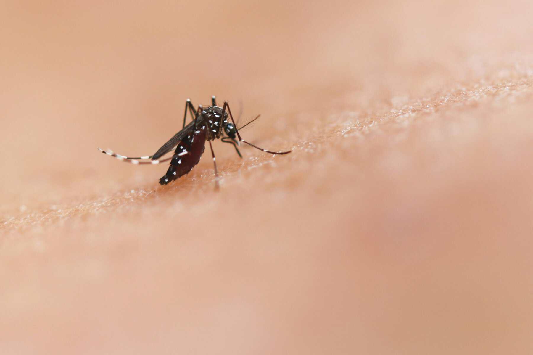 Close-up of an Aedes mosquito biting human skin, the species that transmits chikungunya, dengue and Zika