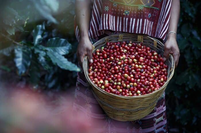 Costa Rica Indigenous Coffee Worker Conditions