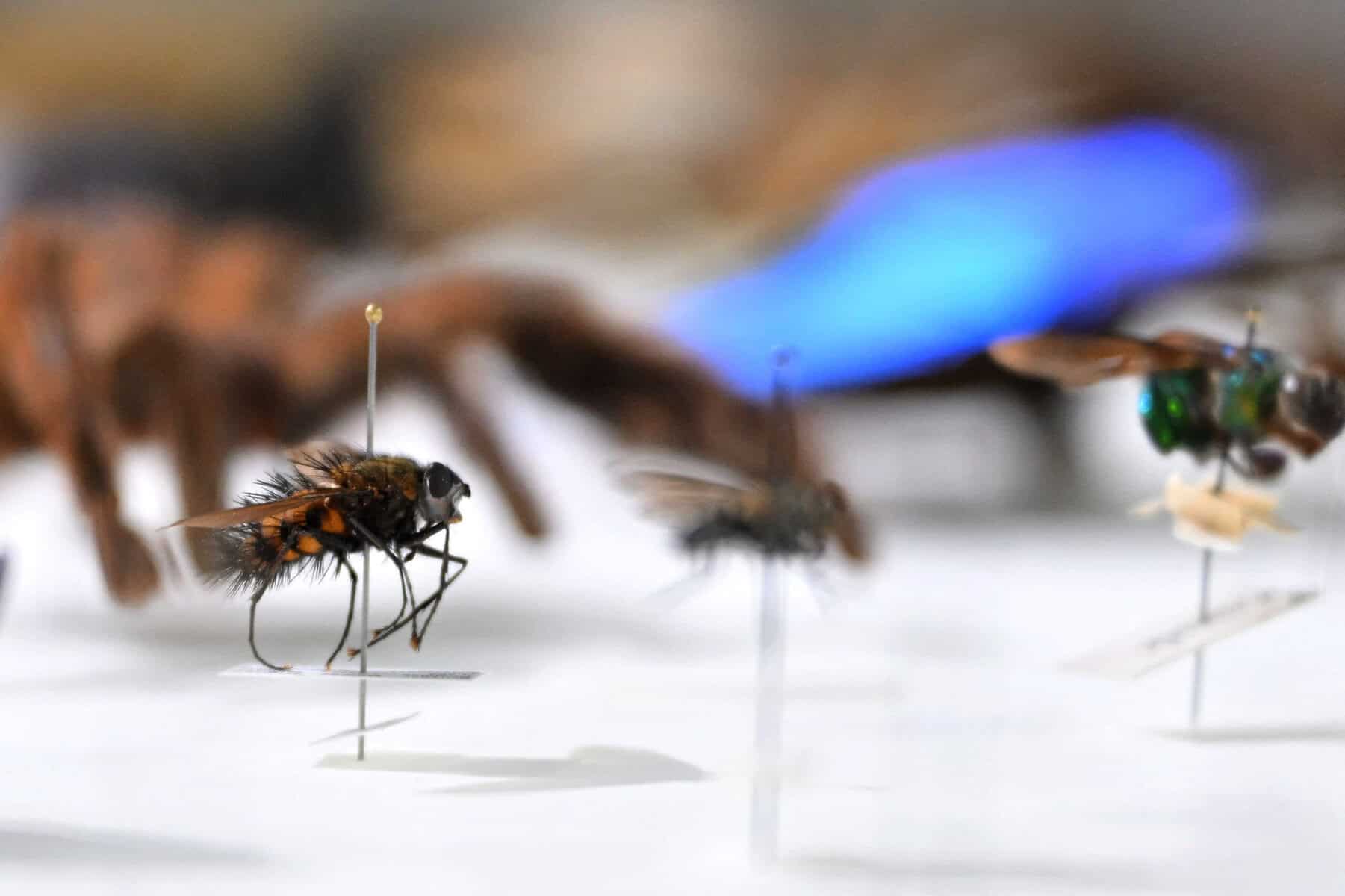Preserved insect specimens from the Ecuadorian private Mashi-Tayra reserve