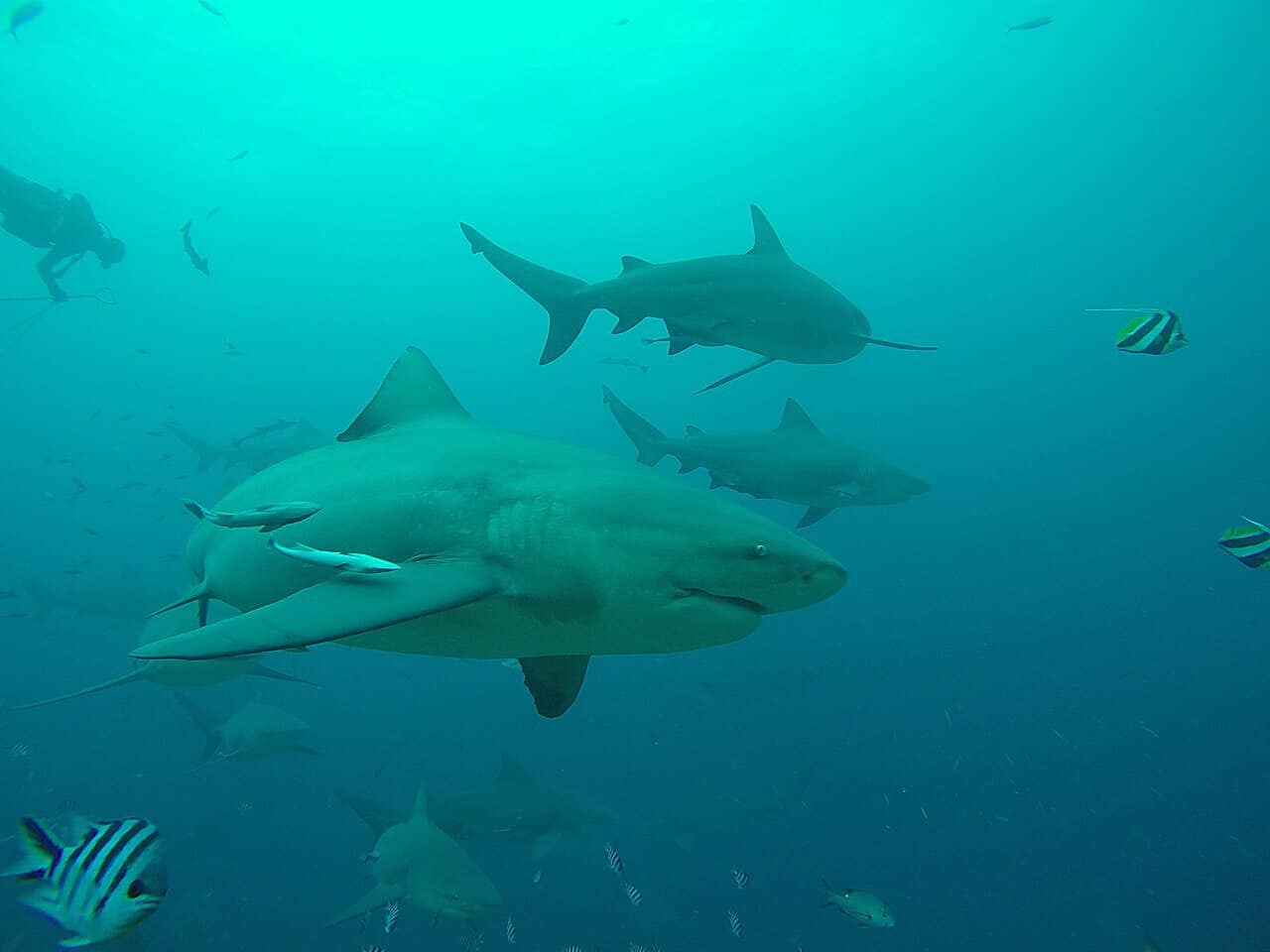 Bull Shark Festival in Costa Rica
