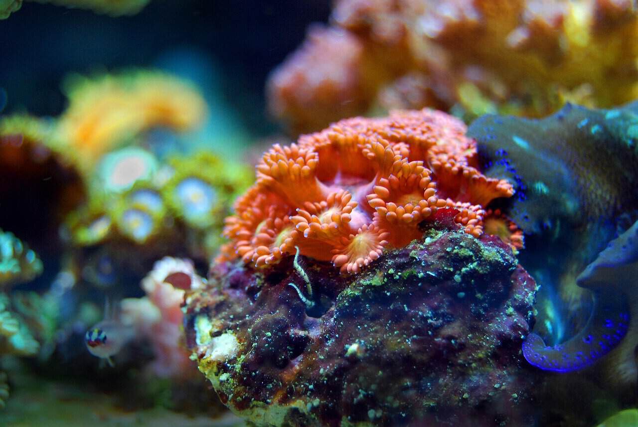 Coral Reef Protection in Costa Rica