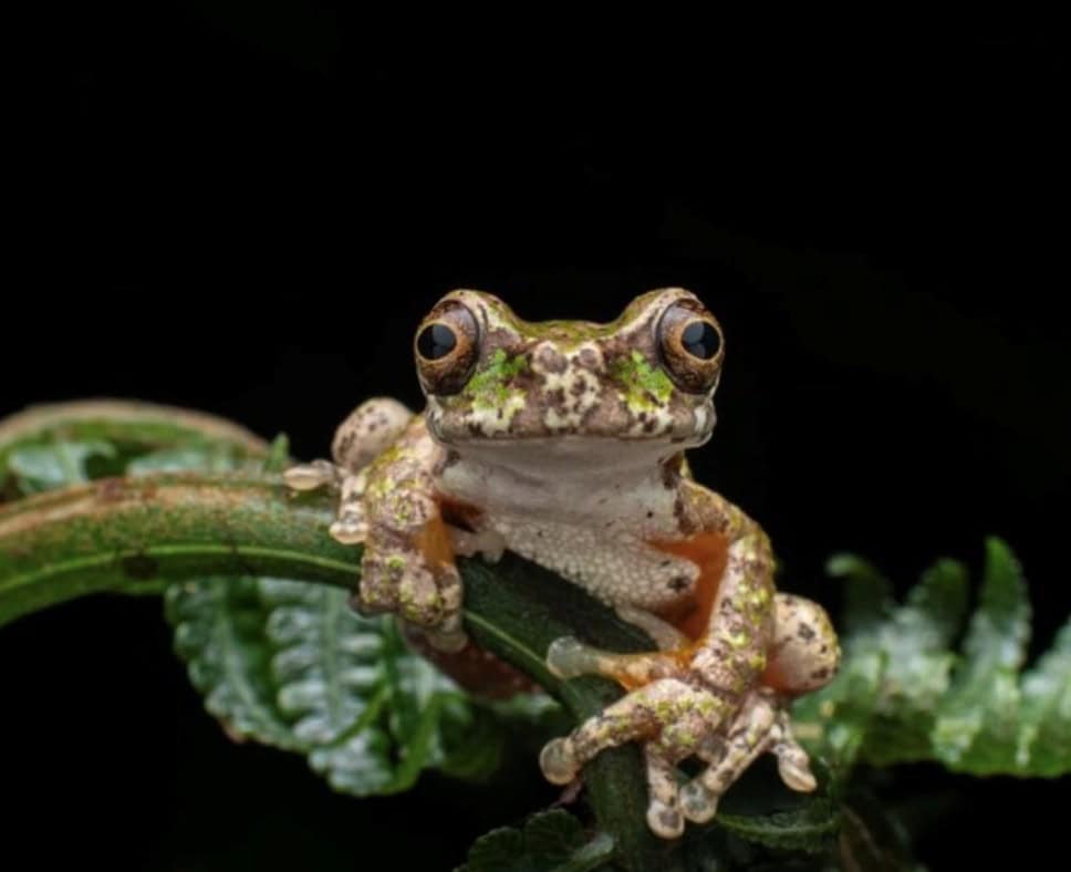 Rana de las Nacientes, or Isthmohyla nacientes, a newly identified frog species found in Costa Rica’s Los Santos region.