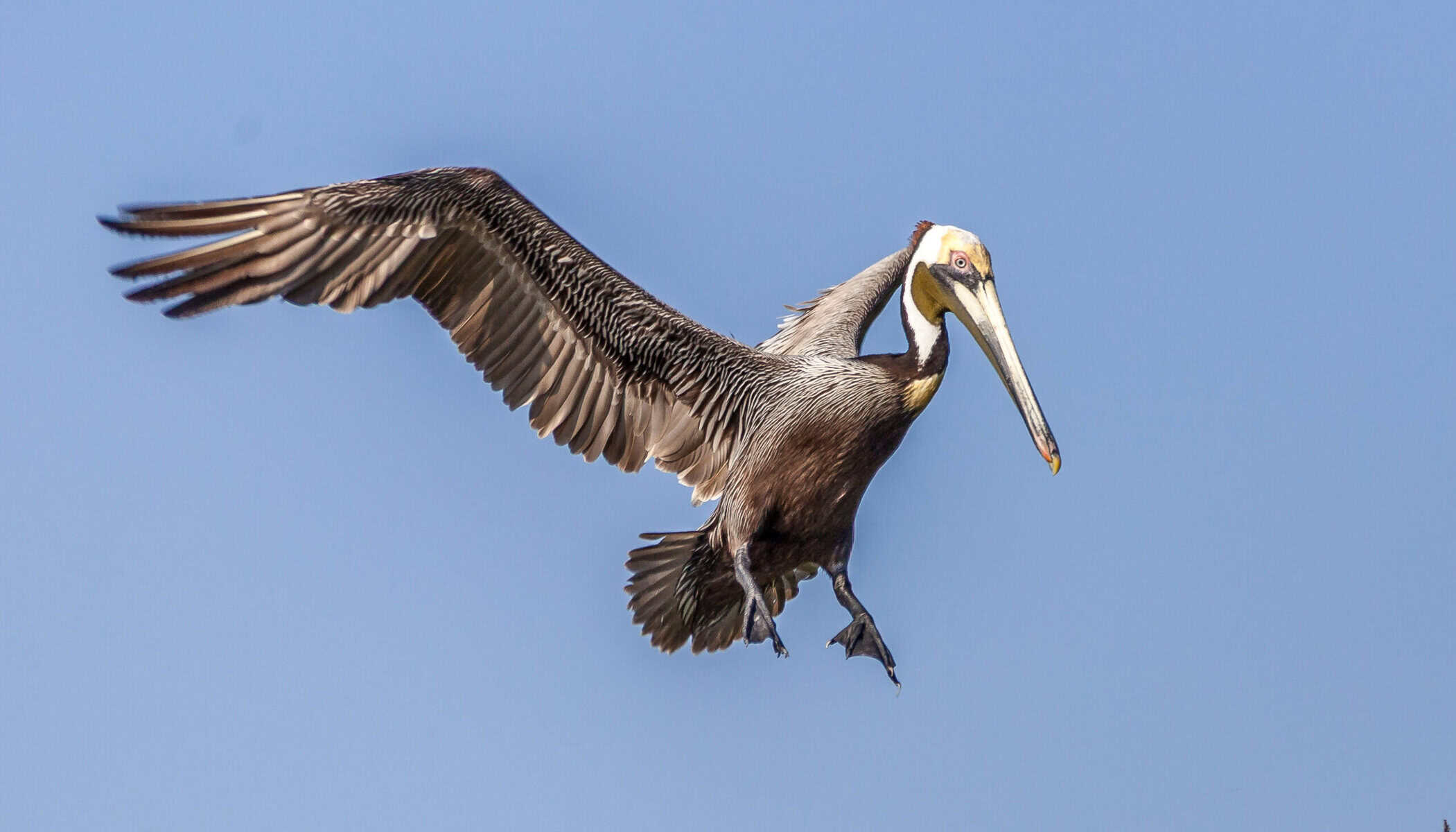 Brown Pelican Flying