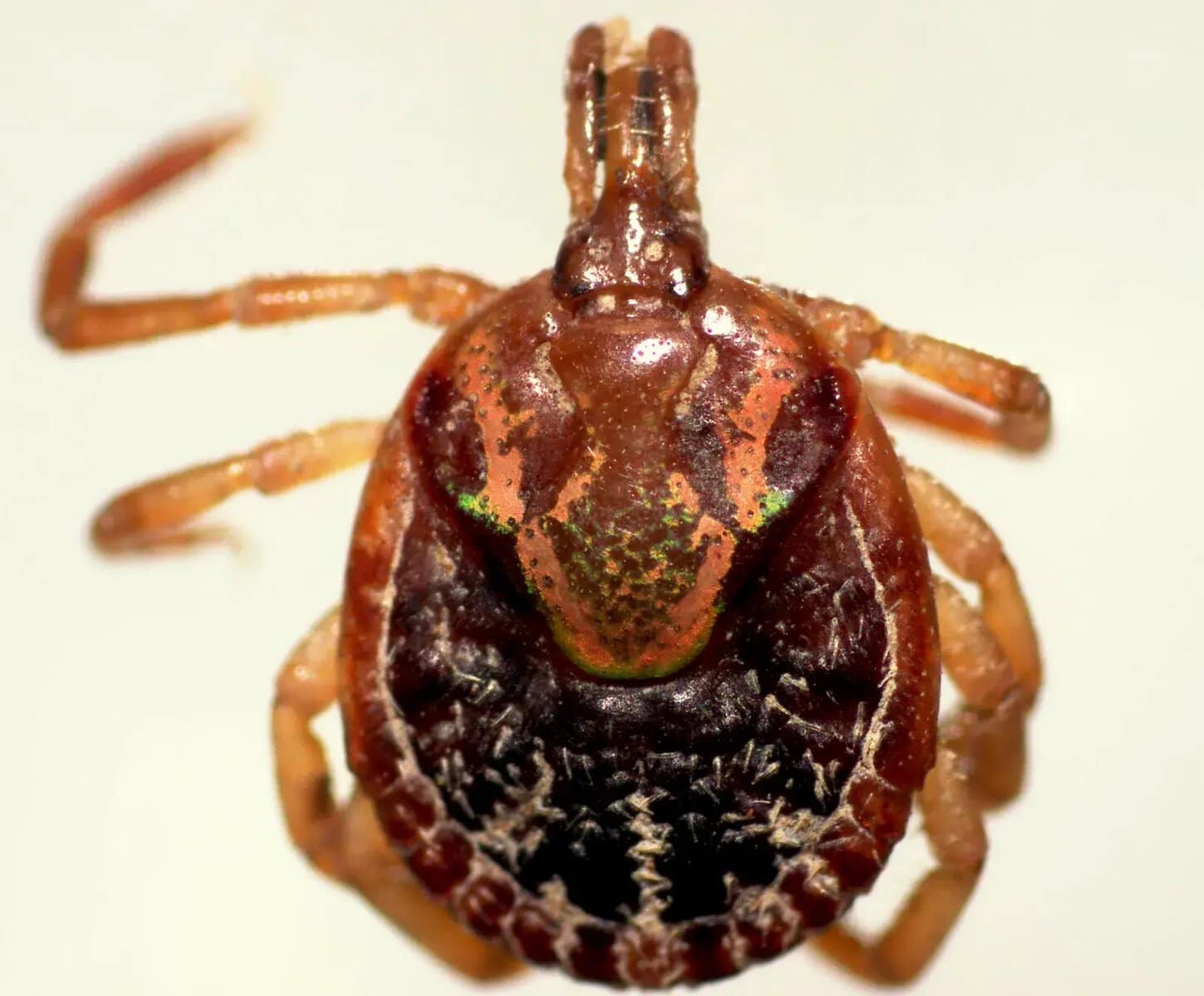 The female Amblyomma mixtum macro image from the UCR