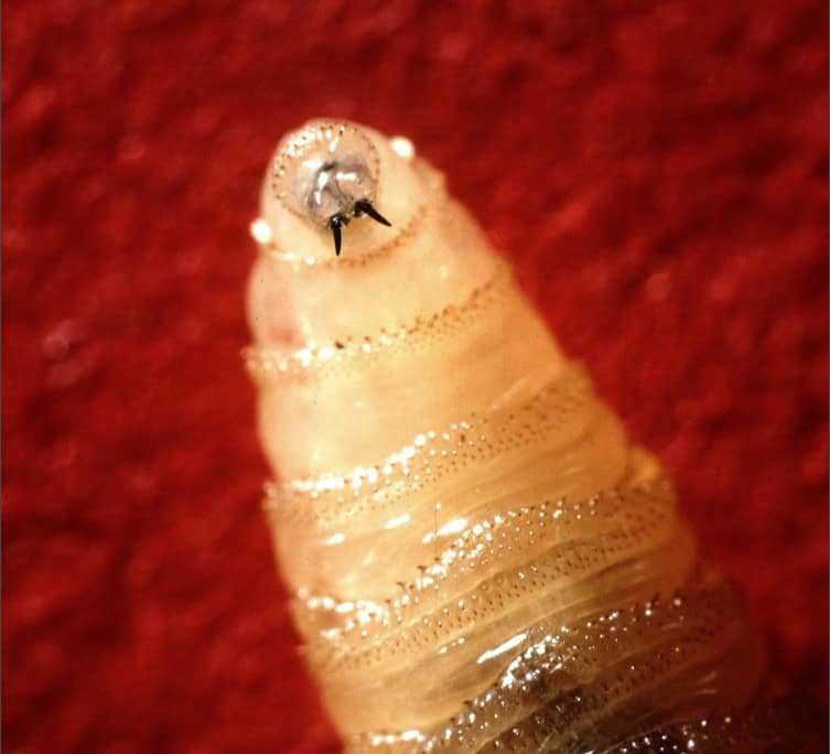 Screwworm cases in Costa Rica