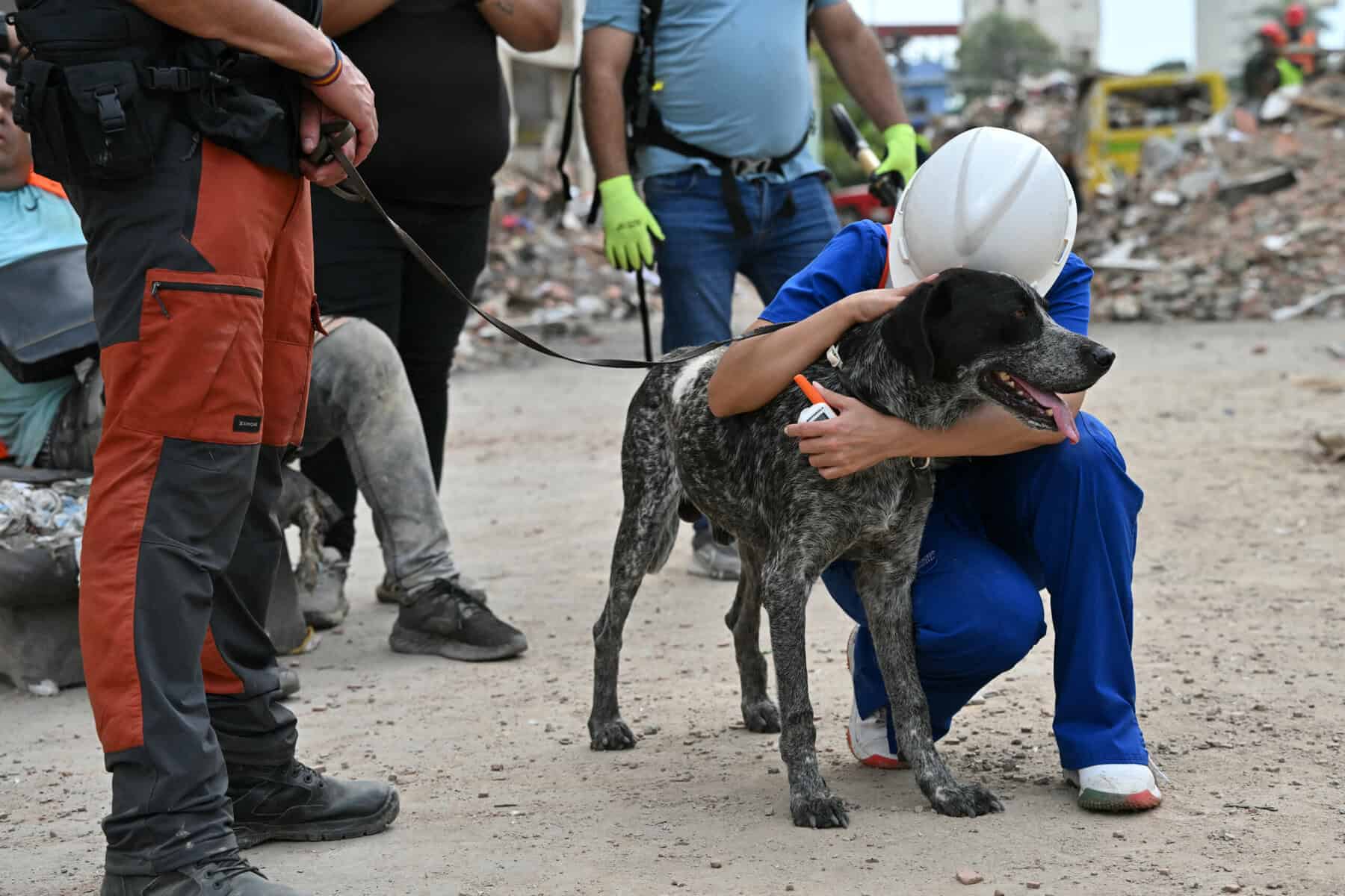 Venezuela Dog Rescue after Earthquake