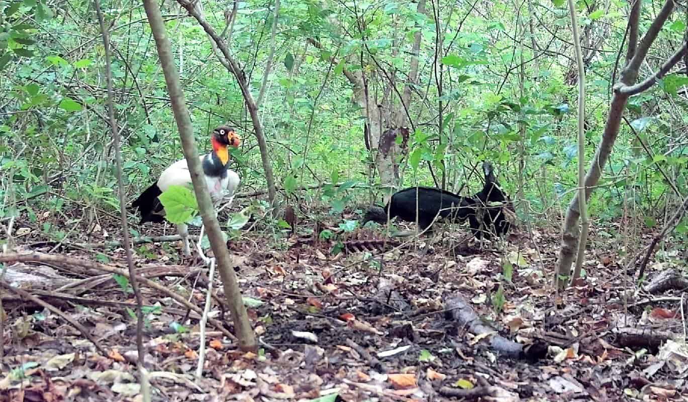 A king vulture and two black vultures beside a deer's exposed spine on a Costa Rican forest floor.